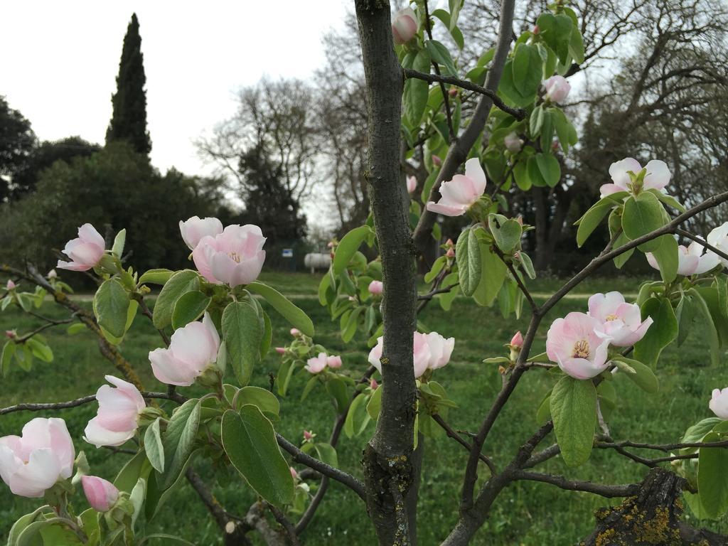 Podere Conte Racani Villa Amelia Esterno foto