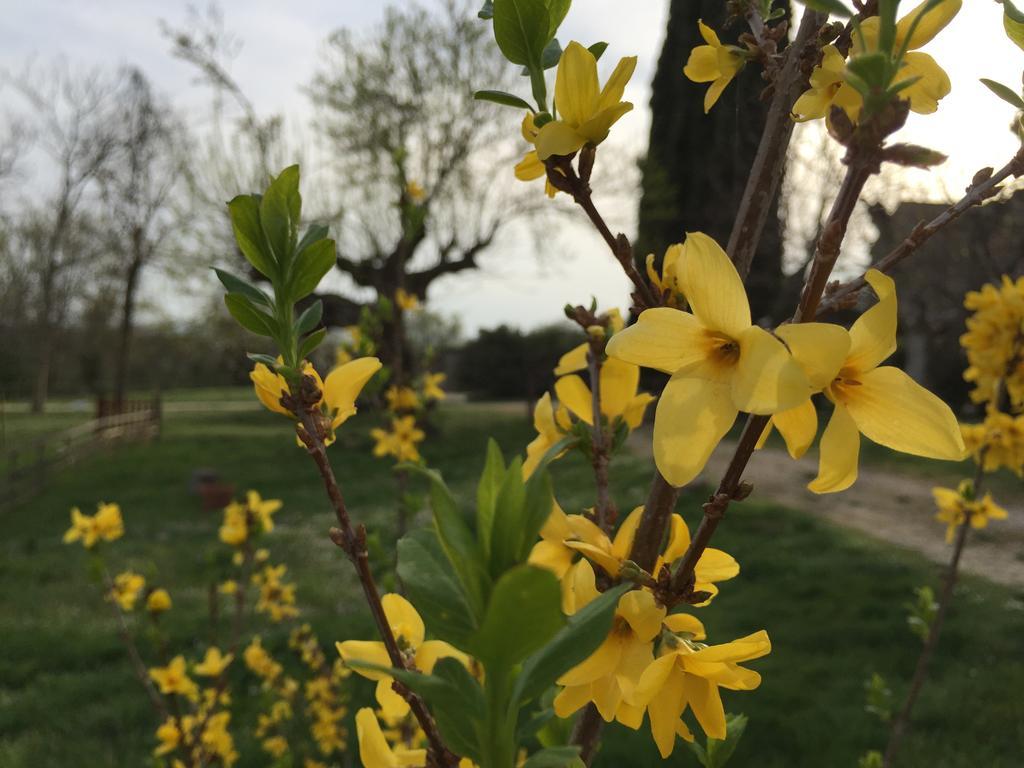 Podere Conte Racani Villa Amelia Esterno foto